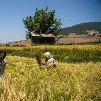 بارندگی‌ها خسارت جدی به شالیزارهای گیلان وارد نکرد