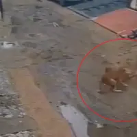 صحنه هولناک حمله وحشیانه سگ‌ها به یک کودک