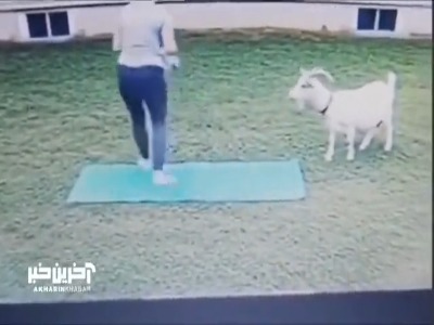تقلید حرکات یوگا توسط بُز باهوش