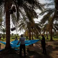 شهرستان شادگان، میزبان جشنواره ملی خرما