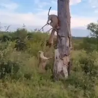 صحنه دیدنی دزدی کفتار از پلنگ!