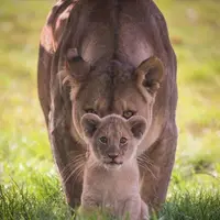 زیبایی و شکوه بی‌نظیر شیر مادر و فرزندش