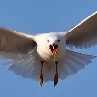 شکار بی‌رحمانه کبوتر توسط مرغ دریایی