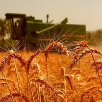 میزان خرید تضمینی گندم به ۷.۶ میلیون تُن رسید
