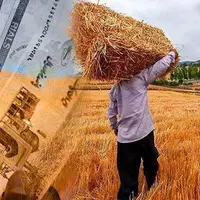 پرداخت ۵۸ درصد از مطالبات گندم‌کاران لرستانی