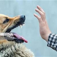 میزان حیوان گزیدگی در زنجان افزایشی است