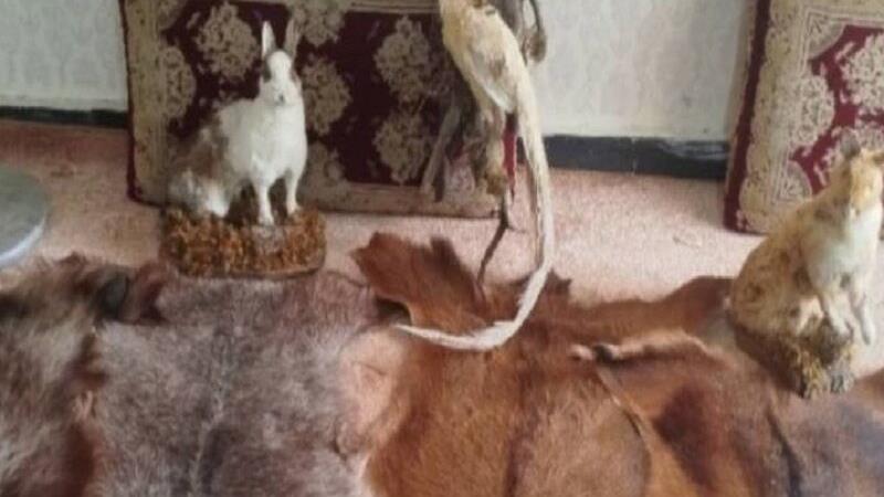 هفت مورد تاکسیدرمی گونه‌های جانوری در مرز باشماق  مریوان کشف و ضبط شد