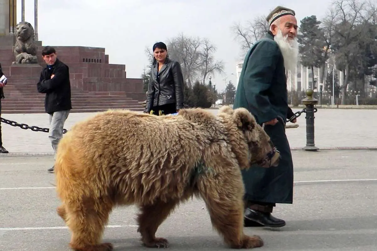 تصاویری عجیب از خرس‌سواری یک پیرمرد در تاجیکستان