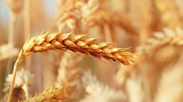 خرید تضمینی بیش از ۳۷۳ تن گندم در همدان