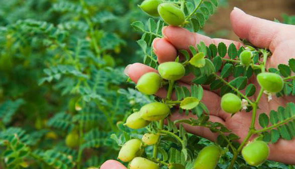 افزایش ۶۳‌درصدی سطح زیر کشت نخود در آذربایجان غربی