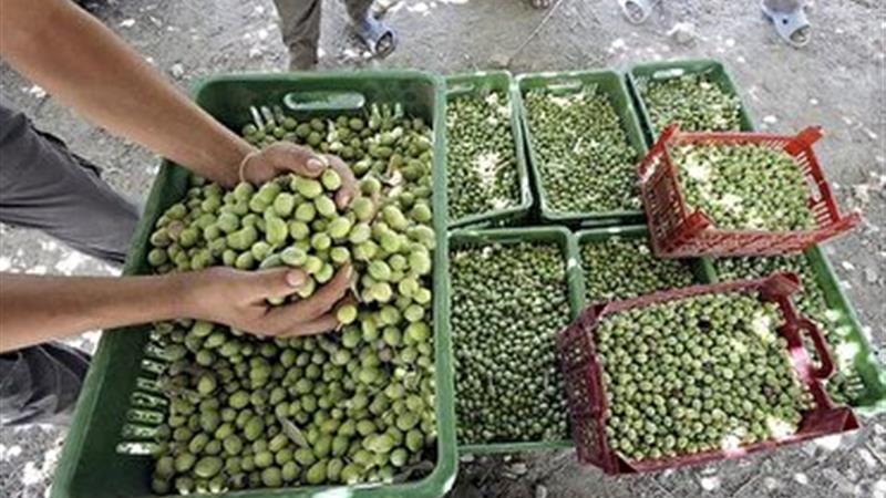 رفع موانع تولید در ۲۱ واحد فعال حوزه صنایع کشاورزی زنجان