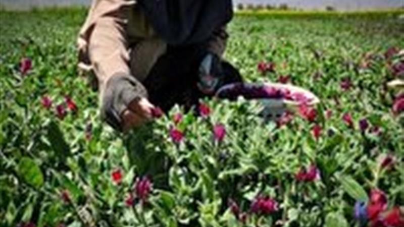 سرمایه‌گذاری برای رونق گیاهان دارویی در خراسان شمالی