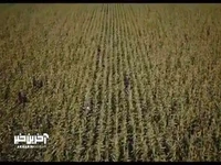 پس از «پیر پسر» و «زن و بچه» و در ادامه رونق سینمای اجتماعی؛ ناتوردشت به سینما می‌آید