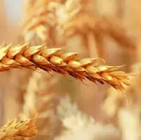 خرید تضمینی بیش از ۳۷۳ تن گندم در همدان