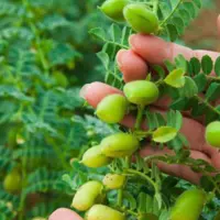 افزایش ۶۳‌درصدی سطح زیر کشت نخود در آذربایجان غربی