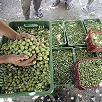 رفع موانع تولید در ۲۱ واحد فعال حوزه صنایع کشاورزی زنجان