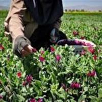 سرمایه‌گذاری برای رونق گیاهان دارویی در خراسان شمالی