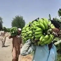  پیش‌بینی افزایش تولید موز در سیستان و بلوچستان