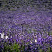 سرمایه‌گذاری ۱۰ هزار میلیارد ریالی برای ایجاد پالایشگاه گیاهان دارویی در بجنورد