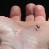زنگ خطر پشه آئدس در جنوب کشور؛ هشدار وزارت بهداشت درباره تب دنگی