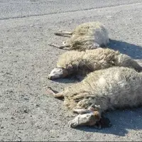 برخورد خودروی سواری با گله گوسفندان