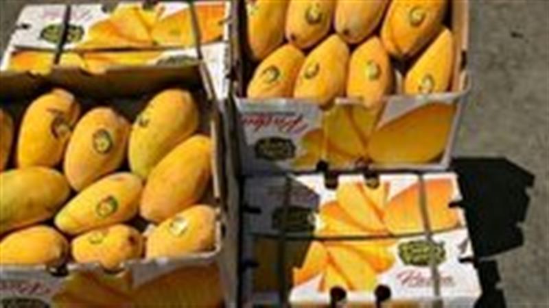 محکومیت قاچاقچی انبه در بیرجند