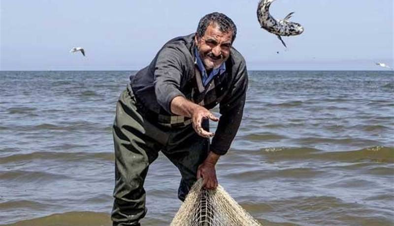 بازسازی ذخایر آبزیان در گیلان؛ رهاسازی ۱۸۰ میلیون بچهماهی سفید در خزر