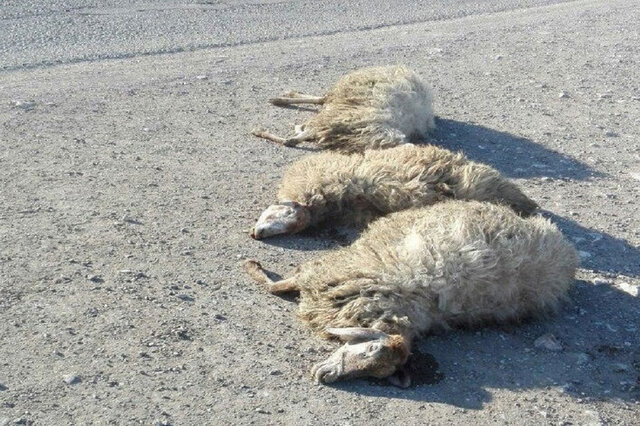 برخورد خودروی سواری با گله گوسفندان در کاشمر