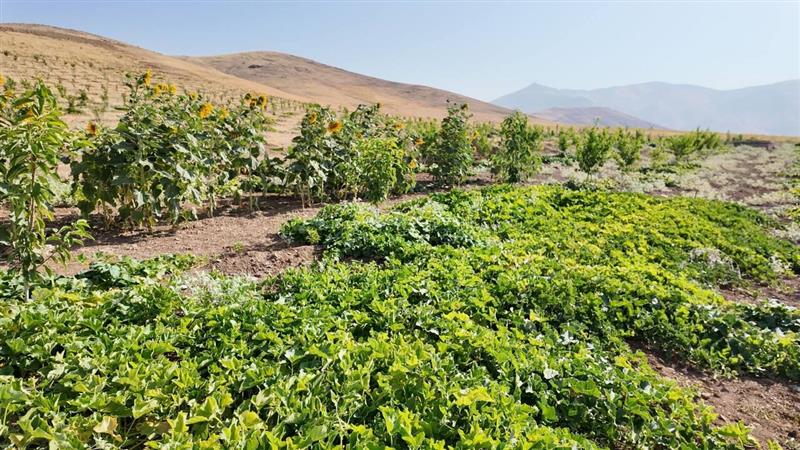۸۰۰ هکتار از زمینهای کشاورزی شهرستان سنندج آبی شد
