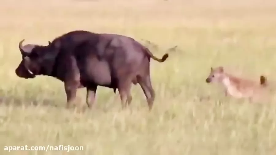 کفتار‌ها بوفالوی بیچاره را زنده زنده خوردند!