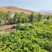 ۸۰۰ هکتار از زمین‌های کشاورزی شهرستان سنندج آبی شد