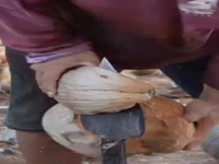 مهارت دیدنی در برش نارگیل 