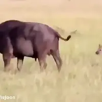 کفتار‌ها بوفالوی بیچاره را زنده زنده خوردند!