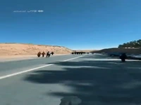 جاده‌های مشهدالرضا، میزبان زائران پیاده