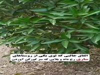 عاقبت جالب گورکنی که به مزارع کشاورزی آسیب می‌رساند!