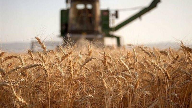 ۸۰ درصد مطالبات گندمکاران استان مرکزی پرداخت شد