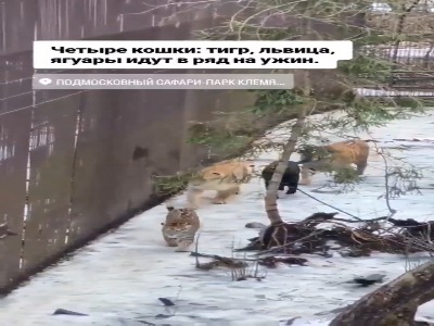 4 گونه از بزرگترین گربه سانان در کنار هم!