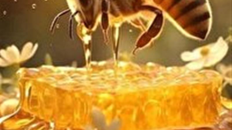 تولید مرغوبترین عسل ایران در یزد
