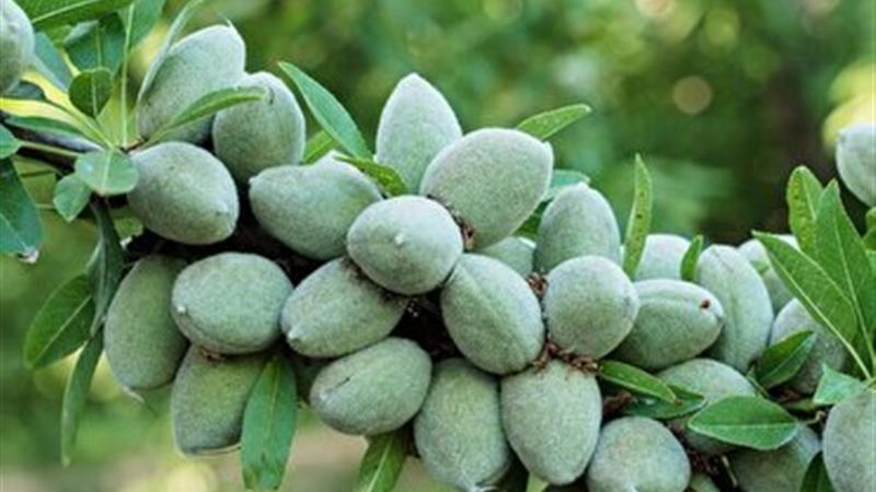 توسعه درختکاری و فضای سبز با درختان کم آب بر