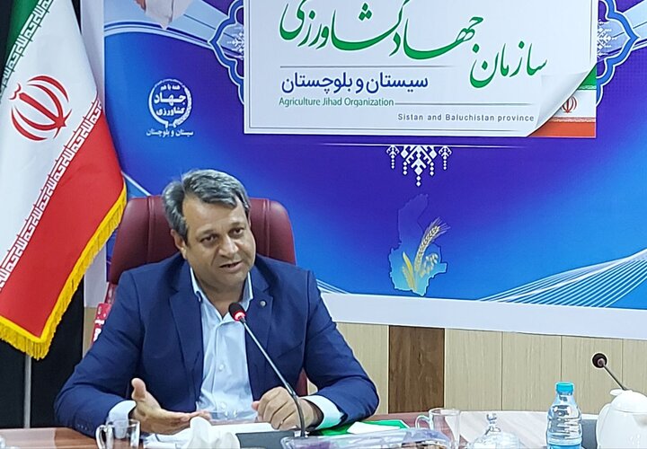 بیش از ۹۳ درصد مطالبات گندمکاران سیستان و بلوچستان پرداخت شد