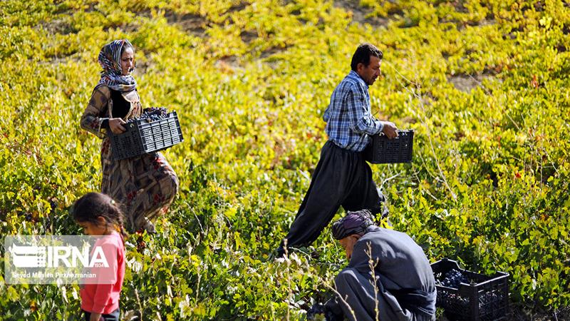 سالانه ۵۰۰ هزار تن محصولات باغی در کردستان روانه بازار می‌شود