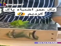 یک عمر اشتباه سبزی پاک کردیم و نفهمیدیم!