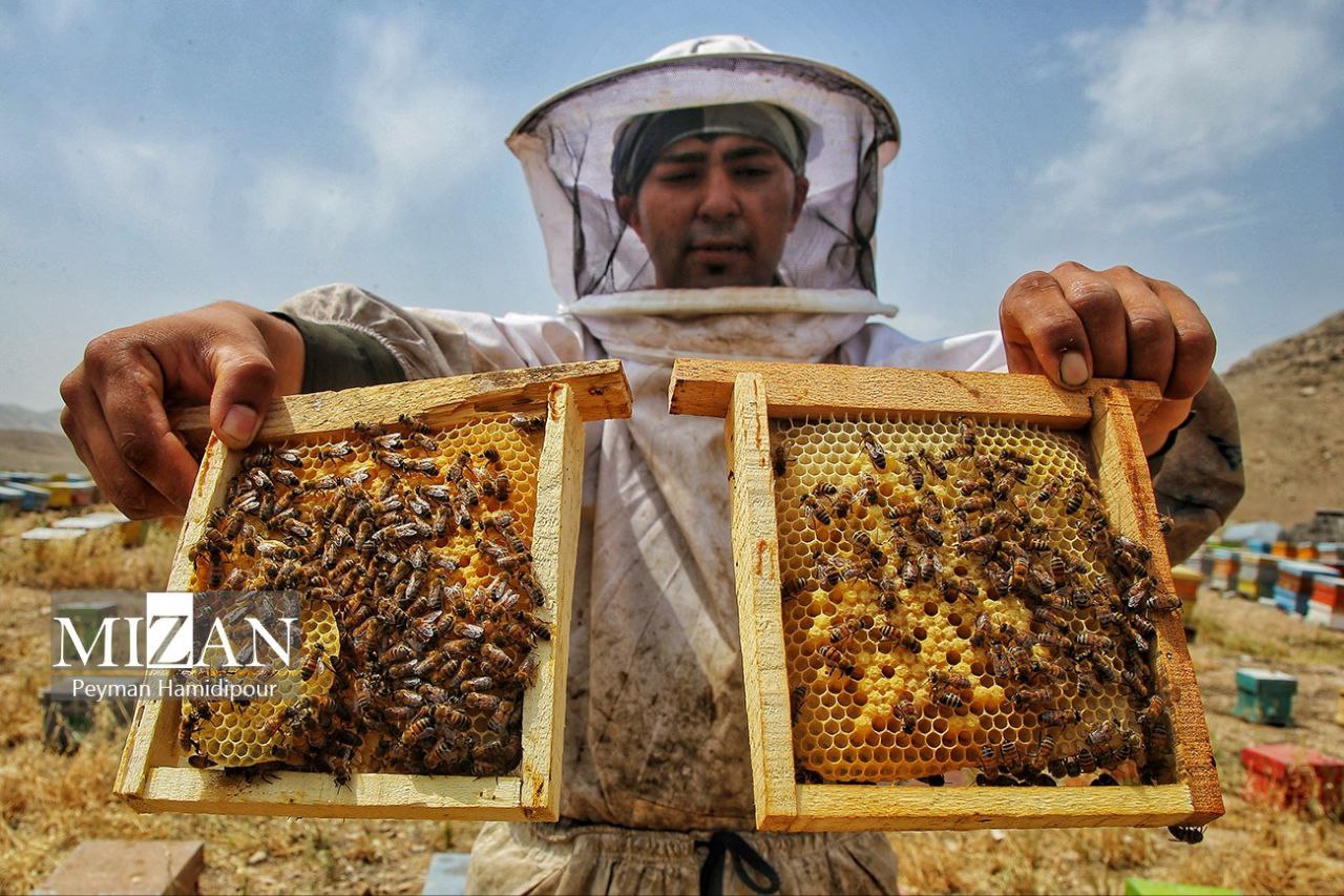 پرورش زنبور و برداشت عسل در استان خراسان شمالی