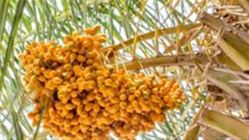برگزاری چهارمین جشنواره خرما و هفتمین جشنواره تابستانه در بافق