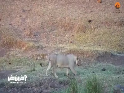 تلاش چهار شیر برای تکه‌تکه کردن یک کروکودیل زنده!