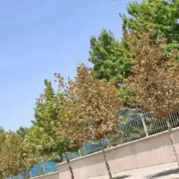 علت خشک شدن درختان خیابان دانشکده ارومیه مشخص شد