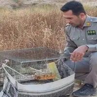 کشف و ضبط ۱۱ قطعه پرنده سهره طلایی در مسجدسلیمان