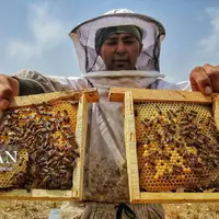 پرورش زنبور و برداشت عسل در استان خراسان شمالی