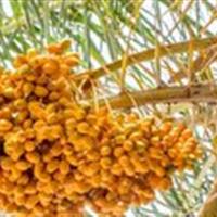 برگزاری چهارمین جشنواره خرما و هفتمین جشنواره تابستانه در بافق