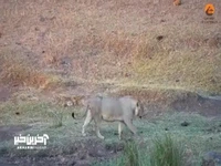 تلاش چهار شیر برای تکه‌تکه کردن یک کروکودیل زنده!